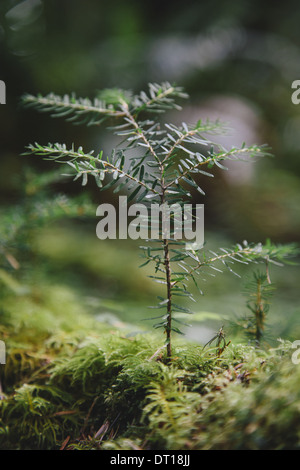 Olympic Nationalpark Washington USA. Western Hemlock Bäumchen gemäßigten Regenwald Stockfoto