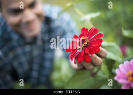 Woodstock, New York USA Mann Blumenfeld hält roten fünfblättrigen Blume Stockfoto