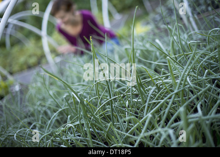 Woodstock, New York USA Landwirt arbeiten Schnittlauch Kraut Pflanzen im Bio-Garten Stockfoto
