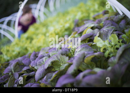 Woodstock, New York USA Landwirt unter Pflanzen Salat Blattgemüse Stockfoto