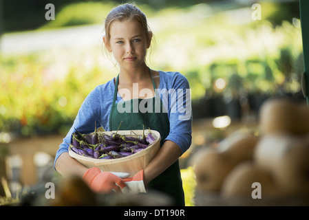 Woodstock New York USA Farmer mit organischen japanische Auberginen geerntet Stockfoto