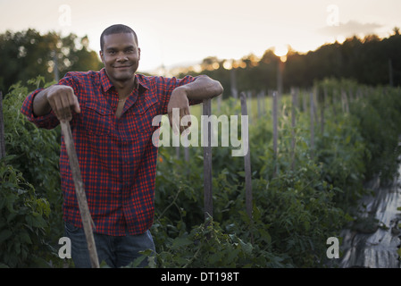 Woodstock New York USA Biobauer mit Tomatenpflanzen Stockfoto