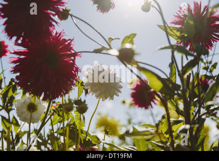 Seattle Washington USA blühen rote und weiße Dahliflowers im Garten Stockfoto