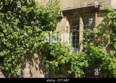 Ein Fenster mit Steinmetzarbeiten und Schlingpflanzen auf die Lanhydrock House eine National Trust Eigenschaft nr Bodmin in Cornwall Stockfoto