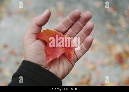 Seattle Washington USA Mannes Hand mit Maple Leaf Innenfläche seiner hand Stockfoto