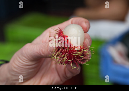 Litschi-Frucht (Litchi Chinensis). Hand gehalten. Um innere Fruchtfleisch zeigen teilweise geschält. Für die am Straßenrand Verkauf geerntet. Costa Rica. Stockfoto