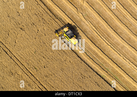 Luftaufnahme von einem Mähdrescher in einem Weizenfeld. Arbeiten auf dem Bauernhof: Sommer-Ernte Stockfoto