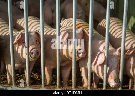 Schweine statt auf nachhaltige Weise mit doppelt so viel Platz als normal, Opton außen und nachhaltige Essen gehen Stockfoto