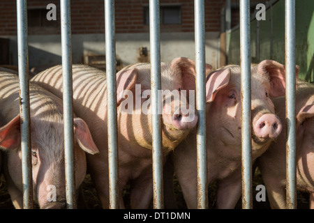 Schweine statt auf nachhaltige Weise mit doppelt so viel Platz als normal, Opton außen und nachhaltige Essen gehen Stockfoto