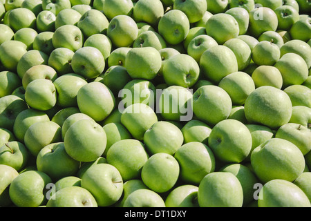 Washington State USA Granny Smith Äpfel Stockfoto