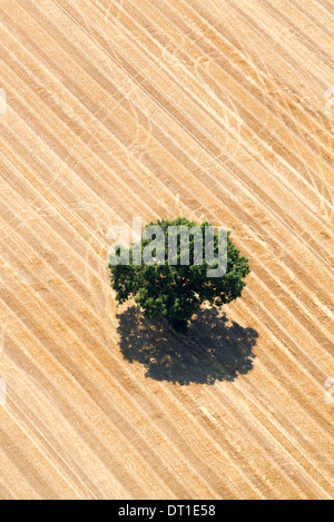 Luftaufnahme eines isolierten Baum mit grünen Blättern in der Mitte ein neu abgeernteten Weizenfeld Stockfoto