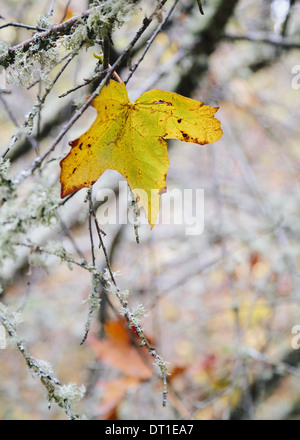 Washington State USA Ahorn Blatt Moos bedeckt ast Herbst Stockfoto