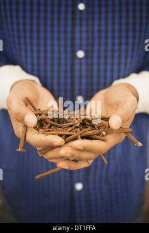 Eine Person, die einen Haufen Rost Metall Nägel entnommen zurückgefordert Holz Stockfoto