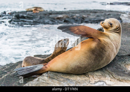 Galapagos-Seelöwe (Zalophus Wollebaeki) Welpen Pflege in Puerto Egas, Insel Santiago, Galapagos-Inseln, der UNESCO, Ecuador Stockfoto