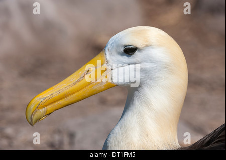 Albatros (Phoebastria Irrorata), winkte Hispanola Insel, Galapagos, Ecuador, Südamerika Stockfoto