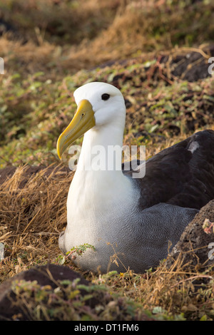 Albatros (Phoebastria Irrorata), winkte Hispanola Insel, Galapagos, Ecuador, Südamerika Stockfoto