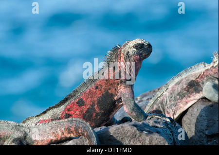 Meerechsen (Amblyrhynchus Cristatus Hassi), Hispanola Island, Galapagos, UNESCO World Heritage Site, Ecuador, Südamerika Stockfoto