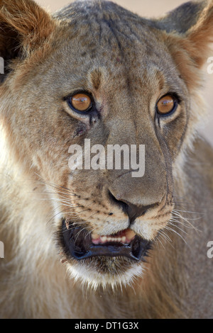 Junge männliche Löwe (Panthera Leo), Kgalagadi Transfrontier Park, ehemalige Kalahari Gemsbok National Park, Südafrika Stockfoto