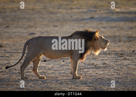 Löwe (Panthera Leo) brüllenden, Kgalagadi Transfrontier Park, ehemalige Kalahari Gemsbok National Park, Südafrika Stockfoto