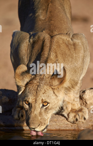 Löwe (Panthera Leo) Cub trinken, Kgalagadi Transfrontier Park, ehemalige Kalahari Gemsbok National Park, Südafrika Stockfoto