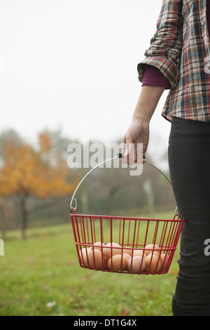 Bio Bauernhof Frau, die eine Kupplung von frisch gelegten Hühnereier in einen Drahtkorb Stockfoto