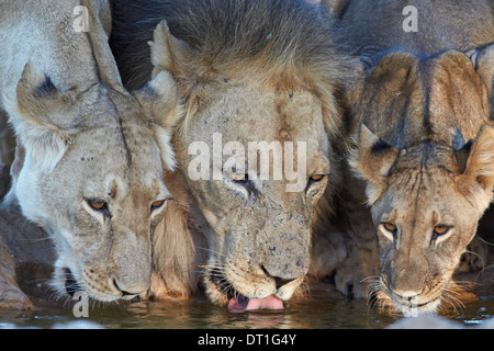 Löwe (Panthera Leo) und zwei jungen trinken, Kgalagadi Transfrontier Park, dem ehemaligen Kalahari Gemsbok National Park, Südafrika Stockfoto