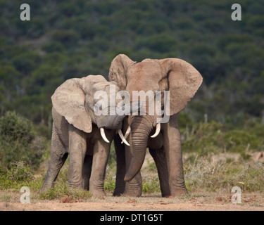 Afrikanischer Elefant (Loxodonta Africana) Bullen sparring, Addo Elephant National Park, Südafrika, Afrika Stockfoto