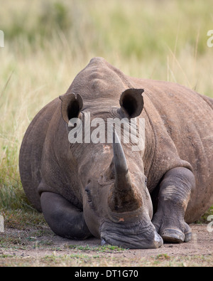 Weißer Rhinoceros (Ceratotherium Simum), Hluhluwe Game Reserve, Südafrika, Afrika Stockfoto