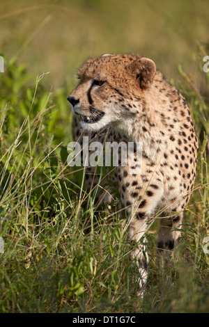 Gepard (Acinonyx Jubatus), Krüger Nationalpark, Südafrika, Afrika Stockfoto