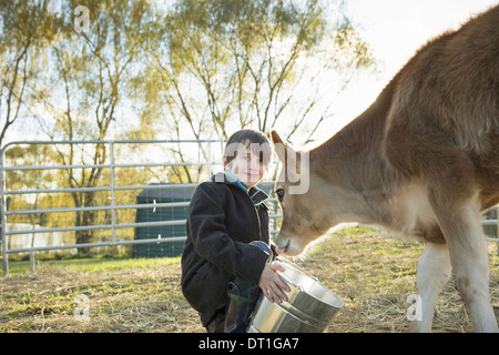Ein kleiner Junge Fütterung eine Kalb von Eimer in einer Koppel auf ein Heiligtum Stockfoto