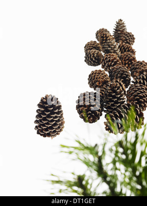 Still Life grünes Blatt Laub und Dekorationen eine Kiefer Baum mit grünen Nadeln eine Gruppe von Braun Tannenzapfen Stockfoto