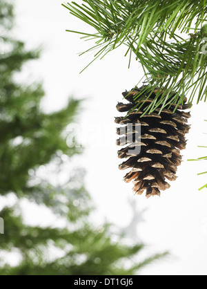 Grünes Blatt Laub und Dekorationen A Baum Tannenzweig mit grünen Nadeln Weihnachten Dekorationen A Tannenzapfen Stockfoto