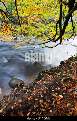 Gefallene Blätter und Baum überhängenden Fluß Nidd Nidd Schlucht, in der Nähe von Knaresborough, North Yorkshire, Yorkshire, England, UK Stockfoto