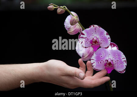 London, UK. 6. Februar 2014. Im Bild: Ein Gärtner mit Phalaenopsis Neuzüchtung 'Diamond Sky'. Das jährliche Festival der Orchideen in den Royal Botanic Gardens, Kew, steht im Mittelpunkt in der Princess of Wales Conservatory von 8 Februar bis 9. März 2014. Das diesjährige Thema ist "Orchideen: A Anlage Jäger"Paradies". Mehr als 6500 Orchideen Phalaenopsis, Vanda und Cambria Hybriden wurden in bunten Displays durch ein Team von 20 Mitarbeitern gearbeitet die 4 Wochen zu bauen. Foto: Nick Savage/Alamy Live-Nachrichten Stockfoto