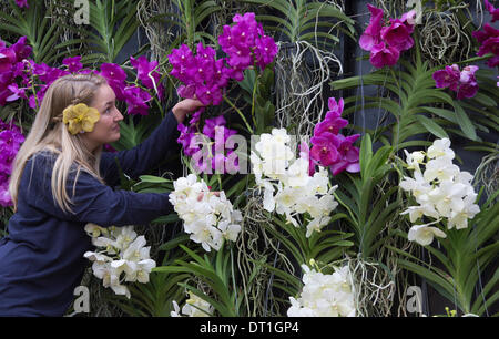 Orchideen Orchideen Vanda Hybriden lila violett gesprenkelt April
