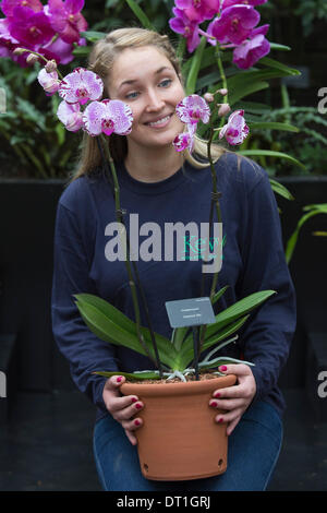 London, UK. 6. Februar 2014. Bild: Gärtner Jess Lee mit Phalaenopsis Neuzüchtung 'Diamond Sky'. Das jährliche Festival der Orchideen in den Royal Botanic Gardens, Kew, steht im Mittelpunkt in der Princess of Wales Conservatory von 8 Februar bis 9. März 2014. Das diesjährige Thema ist "Orchideen: A Anlage Jäger"Paradies". Mehr als 6500 Orchideen Phalaenopsis, Vanda und Cambria Hybriden wurden in bunten Displays durch ein Team von 20 Mitarbeitern gearbeitet die 4 Wochen zu bauen. Foto: Nick Savage/Alamy Live-Nachrichten Stockfoto