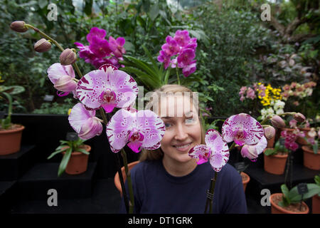 London, UK. 6. Februar 2014. Bild: Gärtner Jess Lee mit Phalaenopsis Neuzüchtung 'Diamond Sky'. Das jährliche Festival der Orchideen in den Royal Botanic Gardens, Kew, steht im Mittelpunkt in der Princess of Wales Conservatory von 8 Februar bis 9. März 2014. Das diesjährige Thema ist "Orchideen: A Anlage Jäger"Paradies". Mehr als 6500 Orchideen Phalaenopsis, Vanda und Cambria Hybriden wurden in bunten Displays durch ein Team von 20 Mitarbeitern gearbeitet die 4 Wochen zu bauen. Foto: Nick Savage/Alamy Live-Nachrichten Stockfoto