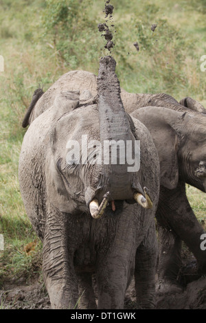 Ein Elefant, ein Schlammbad zu genießen, und Spritzen Schlamm über einen zweiten Elefanten in die Masai Mara Game Reserve, Kenia, Afrika Stockfoto