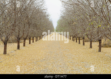 Zeilen der Pistazienbäume San Joaquin Valley in der Nähe von Bakersfield Stockfoto