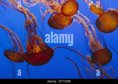 Meer Brennnessel Quallen Chrysaora Fuscescens Abstammungsverhältnisse in einem Wassertank unter Wasser mit langen Tentakeln Kalifornien USA USA Stockfoto