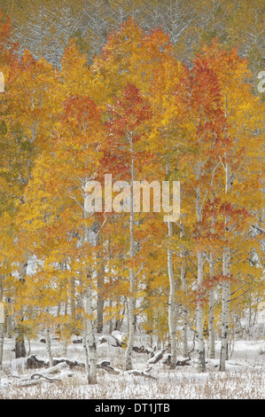 Ein Wald von Beben Aspen Bäume mit Laub Herbstfärbung im Schnee in Wasatch National forest Stockfoto