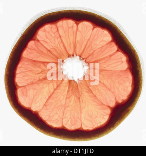 Scheibe Bio Ruby red Grapefruit auf weißem Hintergrund Stockfoto