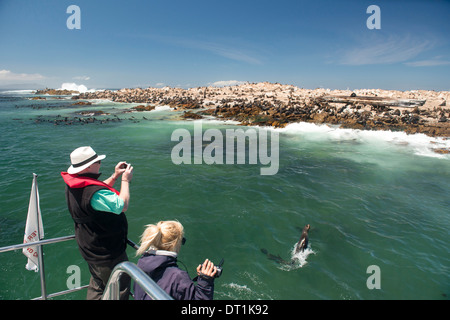 Touristen fotografieren ein Seebär (Arctocephalus percivali) springen aus dem Wasser, Gansbaai, Western Cape, Südafrika Stockfoto