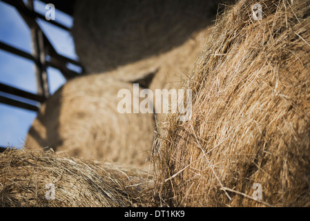 Heu getrocknet, Gras- und Tierfutter Ballen gestapelt in einer Scheune auf einem Bio-Bauernhof Stockfoto