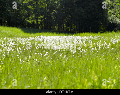 Wald-Wiese - Waldwiese mit Wasser Blumen Hares-Tail Wollgras (Wollgras Vaginatum, Scheiden-Wollgras) Stockfoto