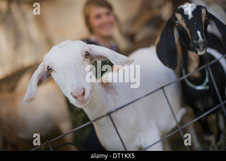 Eine Frau in einem Stall am Biobauernhof weiße und schwarze Ziegen Stockfoto