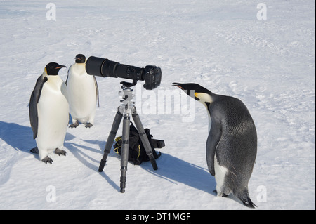 Eine kleine Gruppe von neugierigen Blick auf Kamera und Stativ auf dem Eis ein Vogel, spähte durch den Sucher Kaiserpinguine Stockfoto