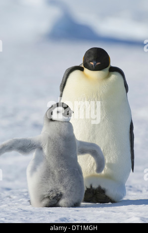 Einen Erwachsenen Kaiserpinguin und eine kleinere flauschigen Pinguin Küken seine Flossen ausbreiten Stockfoto