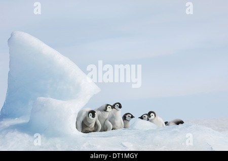 Eine Kindergarten-Gruppe von jungen Pinguinküken mit dicken grauen flauschigen Fell gruppiert unter einen Höhepunkt des Eises Stockfoto