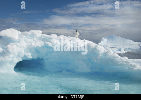 Ein Adelie Pinguin auf einem Eisberg in den antarktischen Meeren Stockfoto